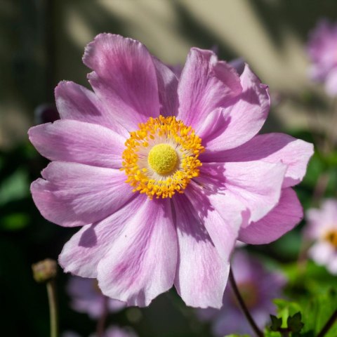 Zawilec - Anemone Hupehensis 'Margarete' ROŚLINY