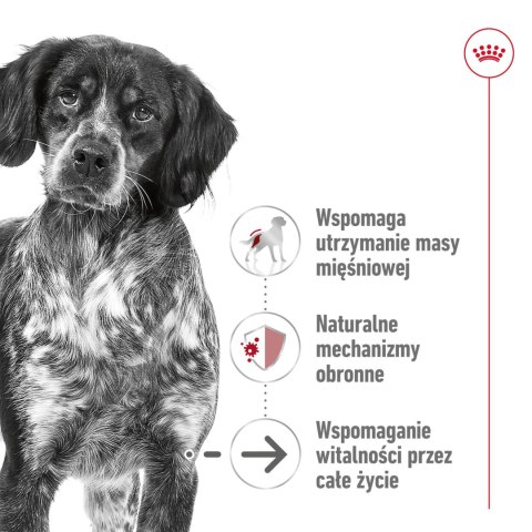 ROYAL CANIN Medium Ageing 10+ 15kg Royal Canin