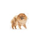 ROYAL CANIN Pomeranian Adult 500g Royal Canin