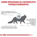 ROYAL CANIN Anallergenic Cat 2kg Royal Canin weterynaria