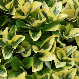 Trzmielina japońska - Euonymus japonica 'Aureomarginatus' ROŚLINY