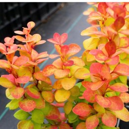 Berberys Thunberga - Berberis Thunbergii 'Neon Gold' (R) ROŚLINY