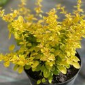 Berberys Thunberga - Berberis Thunbergii 'Neon Gold' (R) ROŚLINY