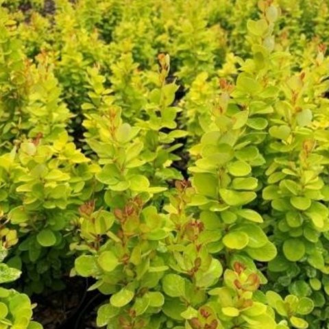 Berberys Thunberga - Berberis Thunbergii 'Neon Gold' (R) ROŚLINY