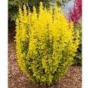 Berberys Thunberga - Berberis thunbergii 'Maria'(R) ROŚLINY