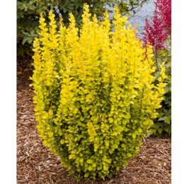 Berberys Thunberga - Berberis thunbergii 'Maria'(R) ROŚLINY