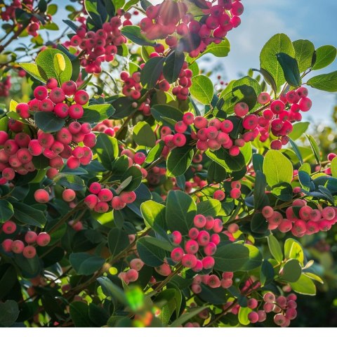 Borówka amerykańska 'Pink Lemonade', Vaccinium corymbosum ROŚLINY