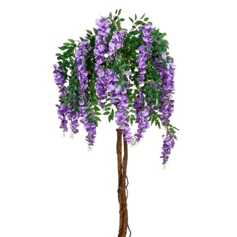 Glicynia chińska - Wisteria sinensis ROŚLINY
