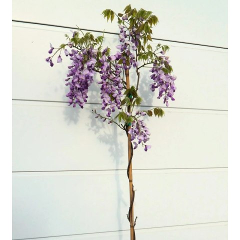 Glicynia chińska - Wisteria sinensis ROŚLINY