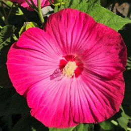 Hibiskus Bagienny - Hibiscus Moscheutos 'Pink Jake' (Just Pink) ROŚLINY