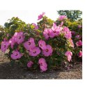 Hibiskus Bagienny - Hibiscus Moscheutos 'Pink Jake' (Just Pink) ROŚLINY
