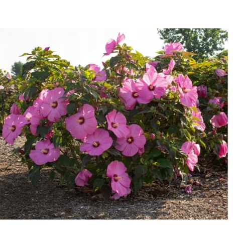 Hibiskus Bagienny - Hibiscus Moscheutos 'Pink Jake' (Just Pink) ROŚLINY