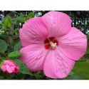 Hibiskus Bagienny - Hibiscus Moscheutos 'Pink Jake' (Just Pink) ROŚLINY