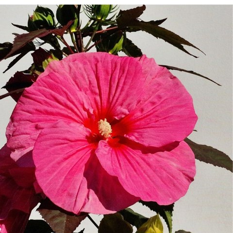Hibiskus Bagienny 'Pink Chocolate' - Hibiscus Moscheutos 'Pink Chocolate' ROŚLINY
