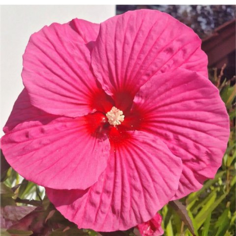 Hibiskus Bagienny 'Pink Chocolate' - Hibiscus Moscheutos 'Pink Chocolate' ROŚLINY