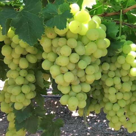 Winorośl owocowa - Vitis 'Solaris' ROŚLINY