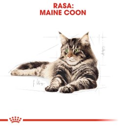 ROYAL CANIN Maine Coon Adult 10kg Royal Canin