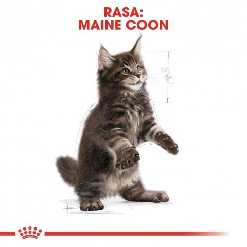 ROYAL CANIN Maine Coon Kitten 10kg Royal Canin