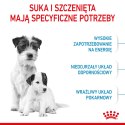ROYAL CANIN Mini Starter 1kg Royal Canin
