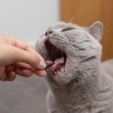 Wsparcie ątroby Hepatiale Forte Small Breed & Cats 40 kaps. VETEXPERT