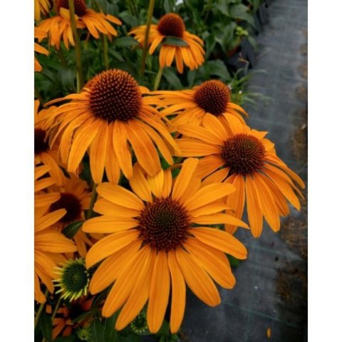 Echinacea Purpurea 'Skipper Honey' Jeżówka Purpurowa ROŚLINY