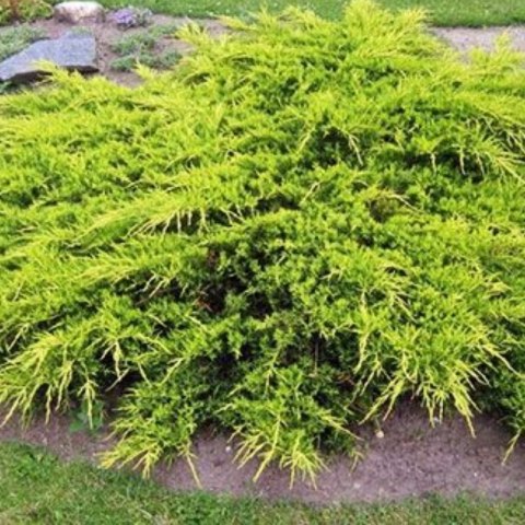Jałowiec pośredni - Juniperus media 'Old Gold' ROŚLINY