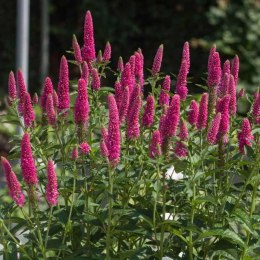 Przetacznik Długolistny - Veronica Longifolia 'First Love' ROŚLINY