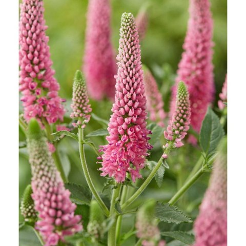 Przetacznik Długolistny - Veronica Longifolia 'First Love' ROŚLINY