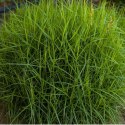 Turzyca Palmowa - Carex Muskingumensis 'Little Midge' ROŚLINY