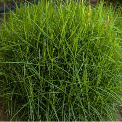 Turzyca Palmowa - Carex Muskingumensis 'Little Midge' ROŚLINY