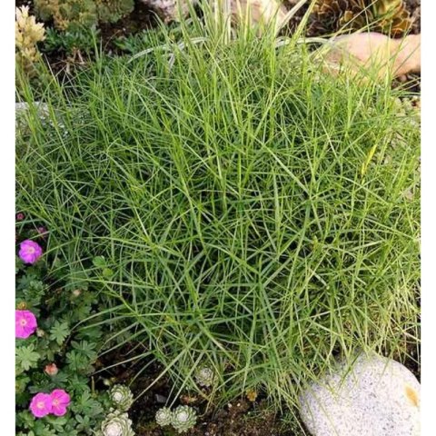 Turzyca Palmowa - Carex Muskingumensis 'Little Midge' ROŚLINY