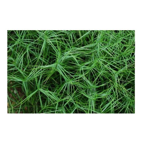 Turzyca Palmowa - Carex Muskingumensis 'Little Midge' ROŚLINY