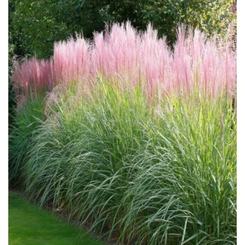 Miskant chiński - Miscanthus sinensis 'Flamingo' ROŚLINY