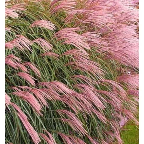 Miskant chiński - Miscanthus sinensis 'Flamingo' ROŚLINY