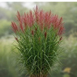 Miskant chiński - Miscanthus sinensis 'Red Chief' ROŚLINY