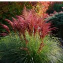 Miskant chiński - Miscanthus sinensis 'Red Chief' ROŚLINY