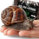 Terrario Helixa Ground 10l - podłoże dla ślimaków Terrario