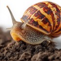 Terrario Helixa Ground 10l - podłoże dla ślimaków Terrario