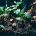 Terrario Helixa Ground 12l - podłoże dla ślimaków Terrario