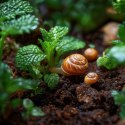Terrario Helixa Ground 5l - podłoże dla ślimaków Terrario