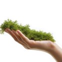 Terrario ForestHeart Sphagnum Moss - mech torfowiec 100g Terrario