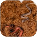 Terrario Terra Bedding 5l - podłoże z włokien kokosa 1-3cm Terrario