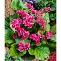 Bergenia sercolistna - Bergenia cordifolia 'Rotblum' ROŚLINY