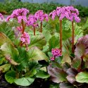 Bergenia sercolistna - Bergenia cordifolia 'Rotblum' ROŚLINY