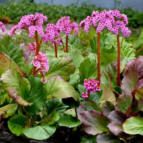 Bergenia sercolistna - Bergenia cordifolia 'Rotblum' ROŚLINY