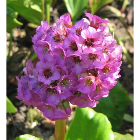 Bergenia sercolistna - Bergenia cordifolia 'Rotblum' ROŚLINY