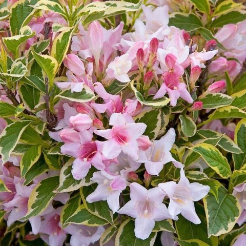 Krzewuszka cudowna - Weigela florida 'Nana Variegata' ROŚLINY