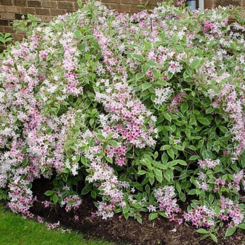 Krzewuszka cudowna - Weigela florida 'Nana Variegata' ROŚLINY