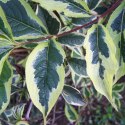 Krzewuszka cudowna - Weigela florida 'Nana Variegata' ROŚLINY