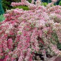 Krzewuszka cudowna - Weigela florida 'Nana Variegata' ROŚLINY